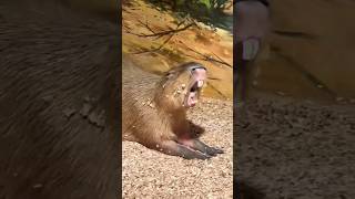 Capybara Sound shorts viral trending viralshorts [upl. by Liatnahs]