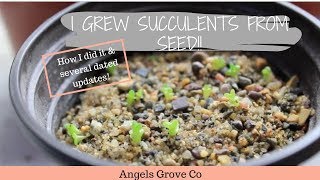 How to Grow Succulents From Seeds🌵  Angels Grove Co [upl. by Bunni471]