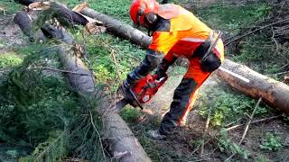 Working with the best chain saw in the world HUSQVARNA 572 XP [upl. by Wolenik]