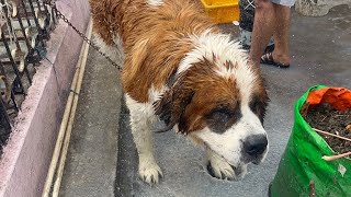 Bruno Singh Bathing  Bruno The Saint Bernard [upl. by Jami405]