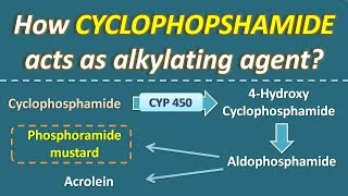 How Cyclophosphamide acts as alkylating agent [upl. by Kunz]