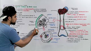 Bone tissue Structure Composition and Functions  Bone anatomy and Physiology [upl. by Muire432]