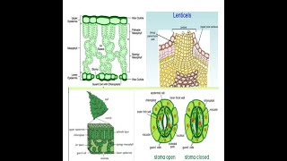 What is transpirationTranspiration types in plantsFactors affecting transpirationBioClass92020 [upl. by Nommad]