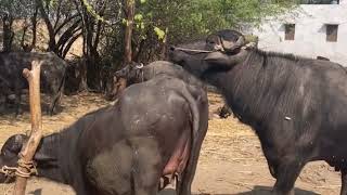 Buffalo mating  Buffalo breeding  Cow mating  Breeding [upl. by Hardi]