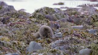 Arctic fox feeding on Green sea urchin on rocky beach Hornstrandir Nature Reserve Iceland [upl. by Isaak987]