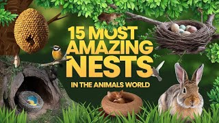 15 Most Amazing Nests In The Animals World [upl. by Trager]