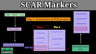 SCAR Marker  Sequence Characterized Amplified Region  Design amp Development Of SCAR Markers [upl. by Inhsor]