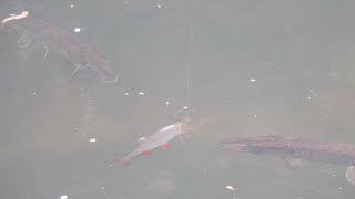 The Best Pike Footage Ever Recorded [upl. by Yroj192]