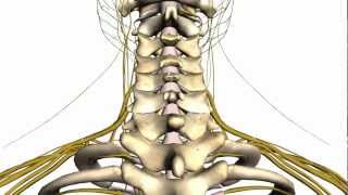 Spine tutorial 1  Vertebral Column  Anatomy Tutorial [upl. by Nuawd]