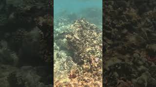 Snorkel at MOLOKINI VOLCANIC CRATER snorkel molokini volcano crater snorkeling gopro [upl. by Ahsirtak694]