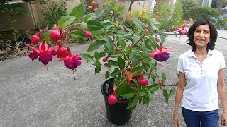 How to Grow Fuchsia from Seed  Start to Finish  Gardening for Beginners [upl. by Adnohsad]