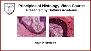 Skin Histology Integumentary System Histology Part 1 of 2 [upl. by Annyl]