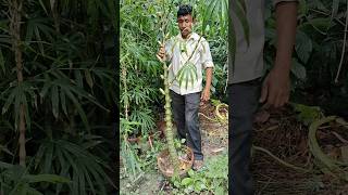 ঘটি বাঁশ গাছ গুলো মাত্র ২৪০ টাকা। shorts minivlog gardening trendingshorts bambutree [upl. by Lenahtan720]