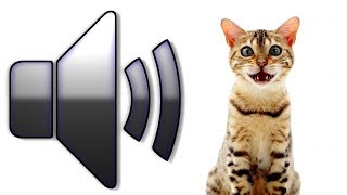 8 HOURS CAT SOUNDS MEOWING NOISES ATTRACT CATS ANNOY CATS [upl. by Noteek]