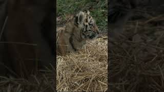 Tiger cubs make first public debut at Cleveland Metroparks Zoo [upl. by Calandra]