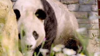 Stap in de wereld van de reuzenpandas bij Ouwehands Dierenpark [upl. by Janik]