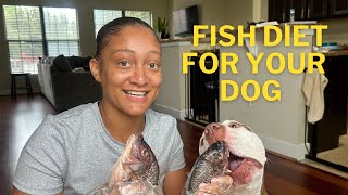 Benefits of adding fish to your dogs diet [upl. by Turmel153]