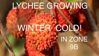 GROW A LYCHEE TREE IN NORTHERN CALIFORNIA chilly WINTER [upl. by Carlota678]