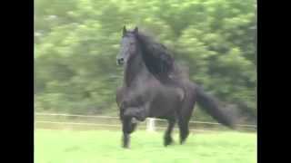 KFPS Friesian Stallion Mintse 384 Sport [upl. by Ahsirk223]