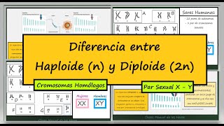 Diferencia entre Haploide y Diploide Dotaciones Cromosómicas Cromosomas Homólogos Biología [upl. by Enilamme]