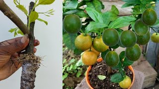 Great Idea for Mosambi plant grow  Mosambi Grafting  How to graft mosambi tree at home [upl. by Olav]