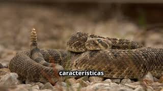 La Fascinante Serpiente Cascabel Características y Curiosidades [upl. by Toddie]