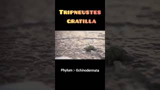 Tripneustes gratilla classification and commentary [upl. by Mansoor]