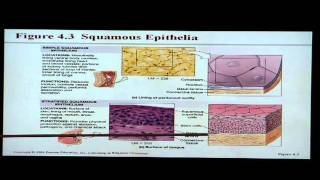 Anatomy and Physiology Help Chapter 4 Tissues [upl. by Leonhard32]