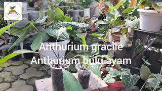 anthurium gracile anthurium bulu ayam [upl. by Assila]