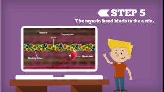 Sliding Filament Theory Explained [upl. by Clive]