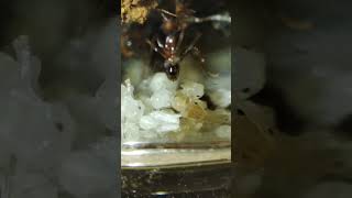 Pheidole phantoms lots of brood 1 edsants pheidole noda antsinvasion weloveants pets [upl. by Ten]