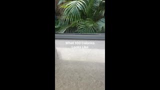 What 100 Calories Looks Like [upl. by Saito]