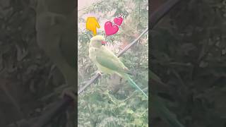 Tota Tota sajan se kahna lovesong birdsandsquirrels [upl. by Lerad]