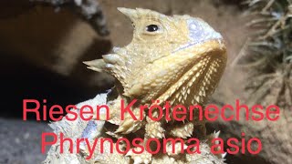 Riesen Krötenechse Phrynosoma asio [upl. by Cairns]