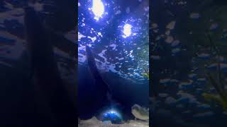 aquarium Nausicaa France [upl. by Arlene273]