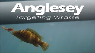 Wrasse fishing  Holyhead Anglesey North Wales [upl. by Afatsum]