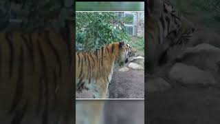 2 tiger cubs born at Cleveland Metroparks Zoo [upl. by Aicitan]