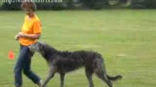 Scottish Deerhound Pros And Cons  Breed Profile  Interesting Facts [upl. by Arther]