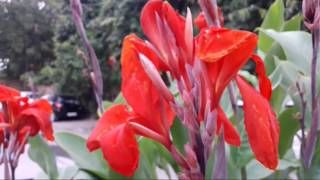 17Canna LilyKelliLily Canna growing n care tips 2882018 [upl. by Jenni]