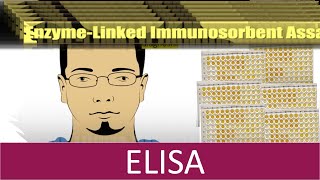 🧪🧪 ELISA  ENZYME LINKED IMMUNOSORBENT ASSAY  Enzyme ImmunoAssay [upl. by Schiro]