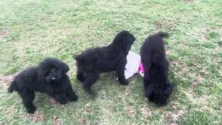 Black Miniature  Moyen Poodle puppies for sale in Michigan [upl. by Sully]