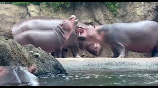 Hippo Sibling Rivalry  Cincinnati Zoo [upl. by Guevara348]