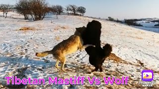 Tibetan Mastiff and Wolf  藏獒 and 狼 [upl. by Dugas]