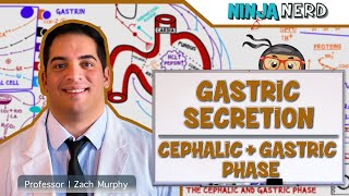 Gastrointestinal  Gastric Secretion The Cephalic amp Gastric Phase [upl. by Evelunn]