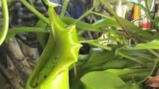 CARNIVOROUS PLANTS CAN EAT MICE [upl. by Vershen480]