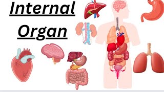 Internal organ of human body  Internal organs  Body parts  Parts of our body [upl. by Yenruogis]