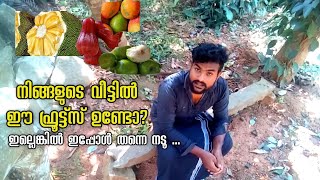 ഒരു വീട്ടിൽ നടേണ്ട ഫ്രൂട്സ്fruits plant Malayalamfruits garden [upl. by Adieren655]