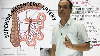 SUPERIOR MESENTERIC ARTERY  ANATOMY [upl. by Papagena]