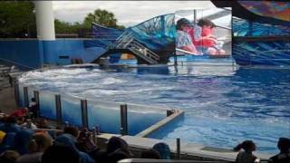 Tilikum Returns to quotBelievequot Show Finale at SeaWorld Orlando 2011 [upl. by Ernestus347]