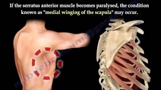 Serratus Anterior Muscle Anatomy winged scapula  Everything You Need To Know  Dr Nabil Ebraheim [upl. by Selig]